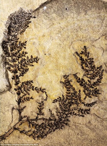 Обнаружена окаменелость первого в мире цветка